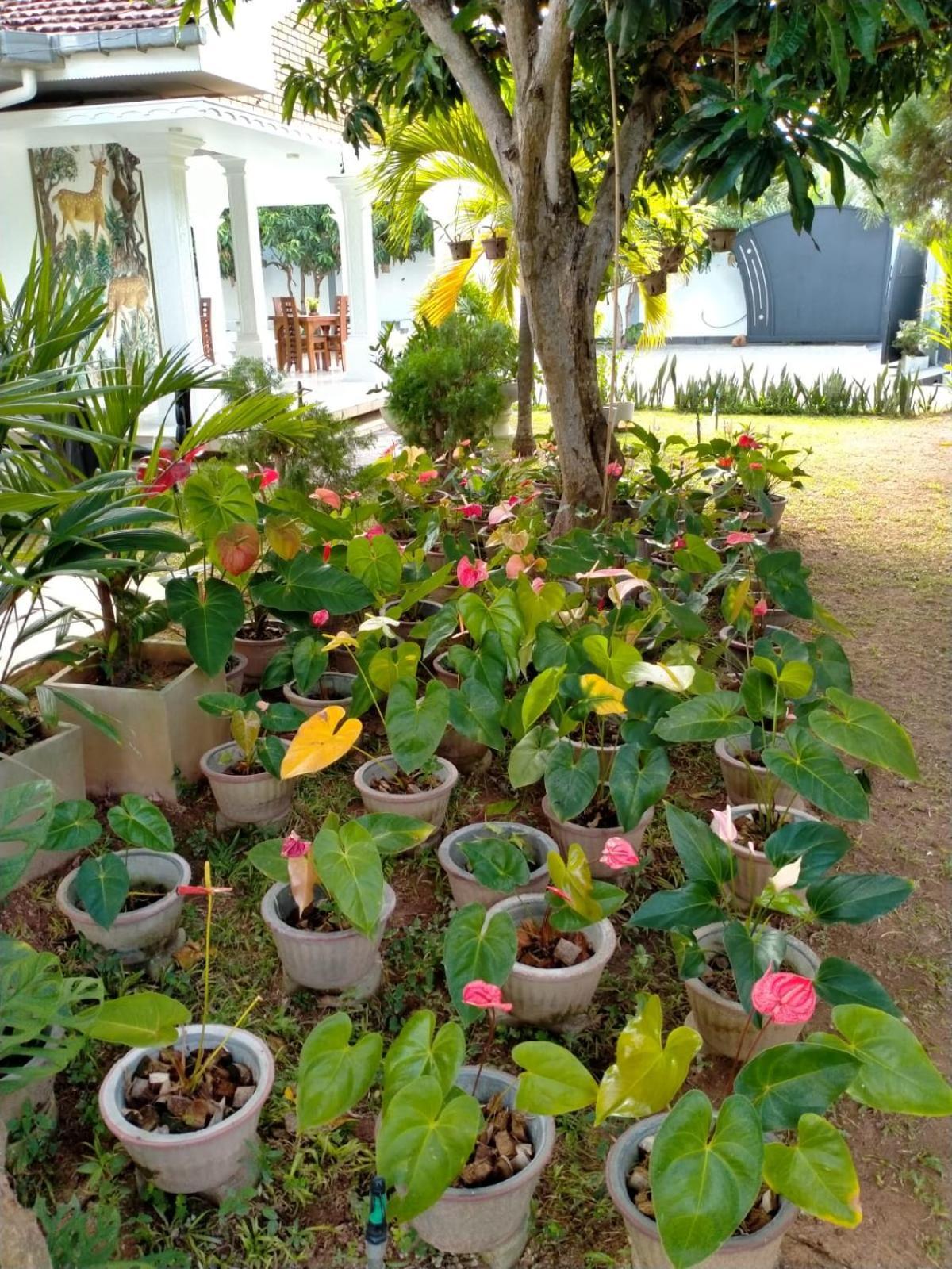 Holidays Hotel Nainamadama Extérieur photo